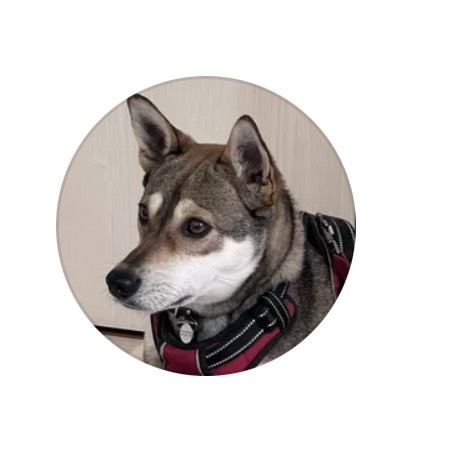 看板犬のヤマト
